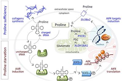 Proline Metabolism in Tumor Growth and Metastatic Progression